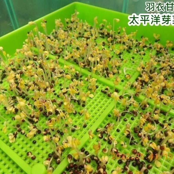 羽衣甘藍菜種子-美國-可水耕/土耕-85%以上高發芽率-芽菜種子/生菜種子/芽苗菜種子/水&土耕種子-細節圖3