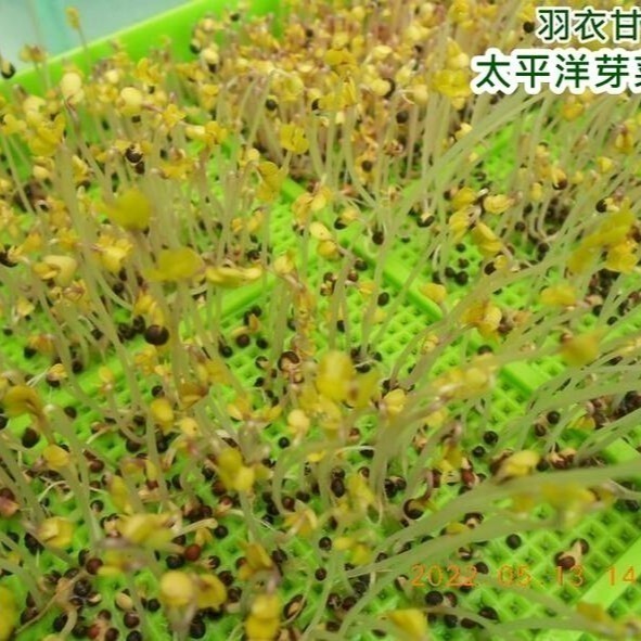 羽衣甘藍菜種子-美國-可水耕/土耕-85%以上高發芽率-芽菜種子/生菜種子/芽苗菜種子/水&土耕種子-細節圖4