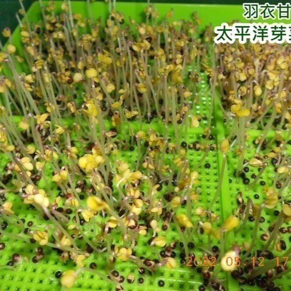 羽衣甘藍菜種子-美國-可水耕/土耕-85%以上高發芽率-芽菜種子/生菜種子/芽苗菜種子/水&土耕種子-細節圖5