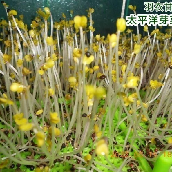 羽衣甘藍菜種子-美國-可水耕/土耕-85%以上高發芽率-芽菜種子/生菜種子/芽苗菜種子/水&土耕種子-細節圖6