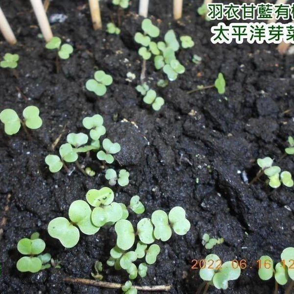 羽衣甘藍菜種子-美國-可水耕/土耕-85%以上高發芽率-芽菜種子/生菜種子/芽苗菜種子/水&土耕種子-細節圖7