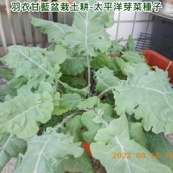 羽衣甘藍菜種子-美國-可水耕/土耕-85%以上高發芽率-芽菜種子/生菜種子/芽苗菜種子/水&土耕種子-細節圖8