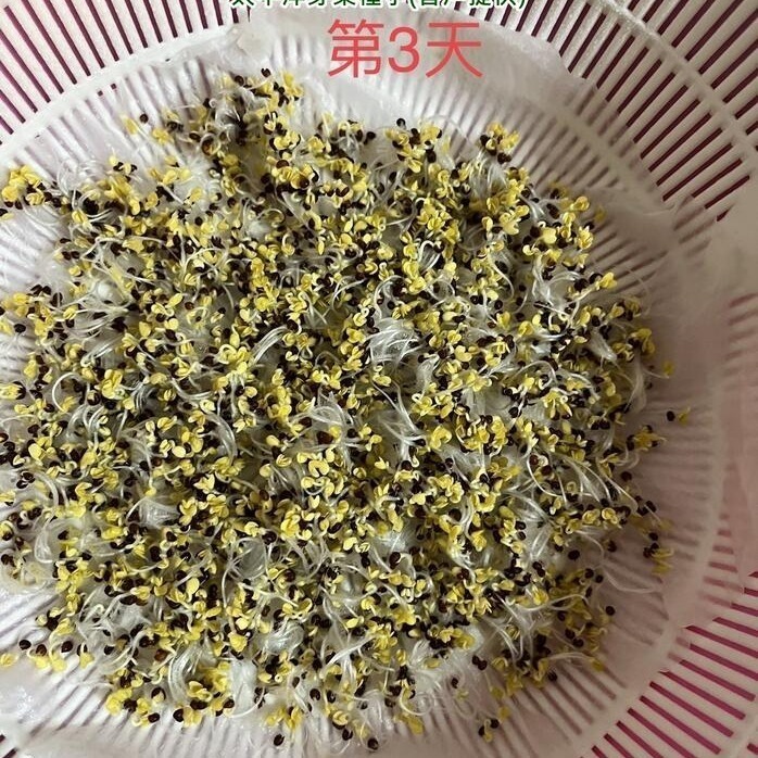 綠花椰種子(青花菜種子/西蘭花種子) 可培育芽菜/綠花椰菜-義大利進口-發芽率85%以上-芽苗菜種子/綠拿鐵生菜種子-細節圖2