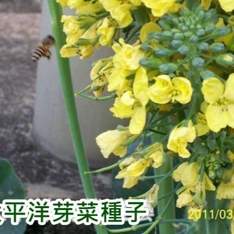 綠花椰種子(青花菜種子/西蘭花種子) 可培育芽菜/綠花椰菜-義大利進口-發芽率85%以上-芽苗菜種子/綠拿鐵生菜種子-細節圖4