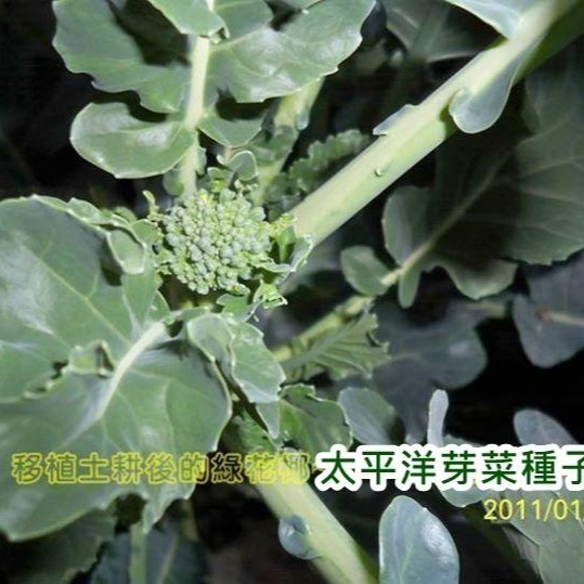 綠花椰種子(青花菜種子/西蘭花種子) 可培育芽菜/綠花椰菜-義大利進口-發芽率85%以上-芽苗菜種子/綠拿鐵生菜種子-細節圖5