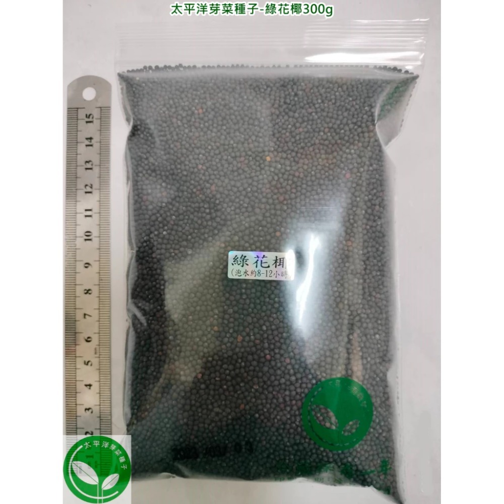 綠花椰種子(青花菜種子/西蘭花種子) 可培育芽菜/綠花椰菜-義大利進口-發芽率85%以上-芽苗菜種子/綠拿鐵生菜種子-規格圖5