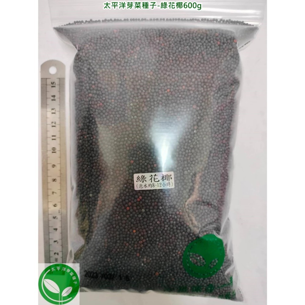 綠花椰種子(青花菜種子/西蘭花種子) 可培育芽菜/綠花椰菜-義大利進口-發芽率85%以上-芽苗菜種子/綠拿鐵生菜種子-規格圖5