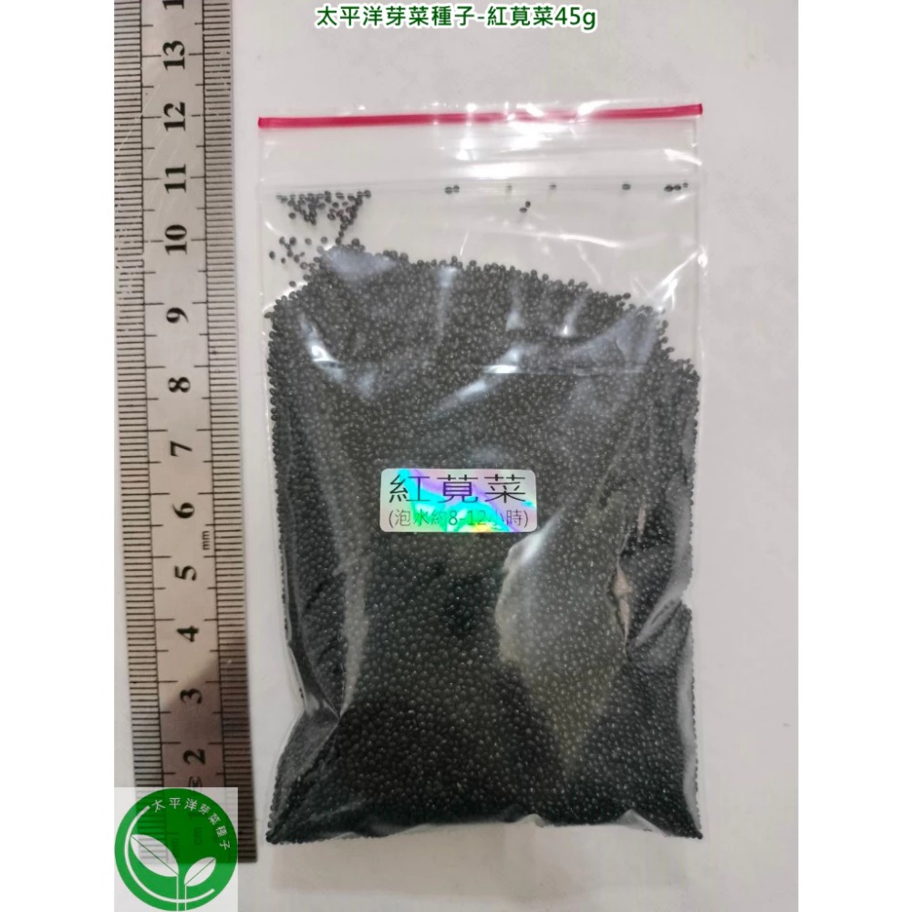 紅莧菜種子(長壽菜)-85%以上發芽率-日本進口-土耕水耕均可-芽菜種子/綠拿鐵生菜種子/微型蔬菜種子-規格圖6