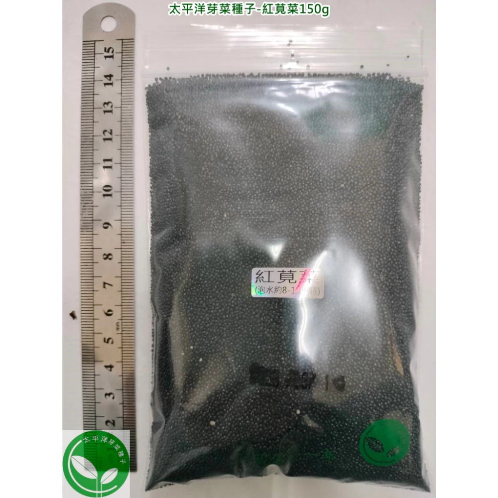 紅莧菜種子(長壽菜)-85%以上發芽率-日本進口-土耕水耕均可-芽菜種子/綠拿鐵生菜種子/微型蔬菜種子-規格圖6