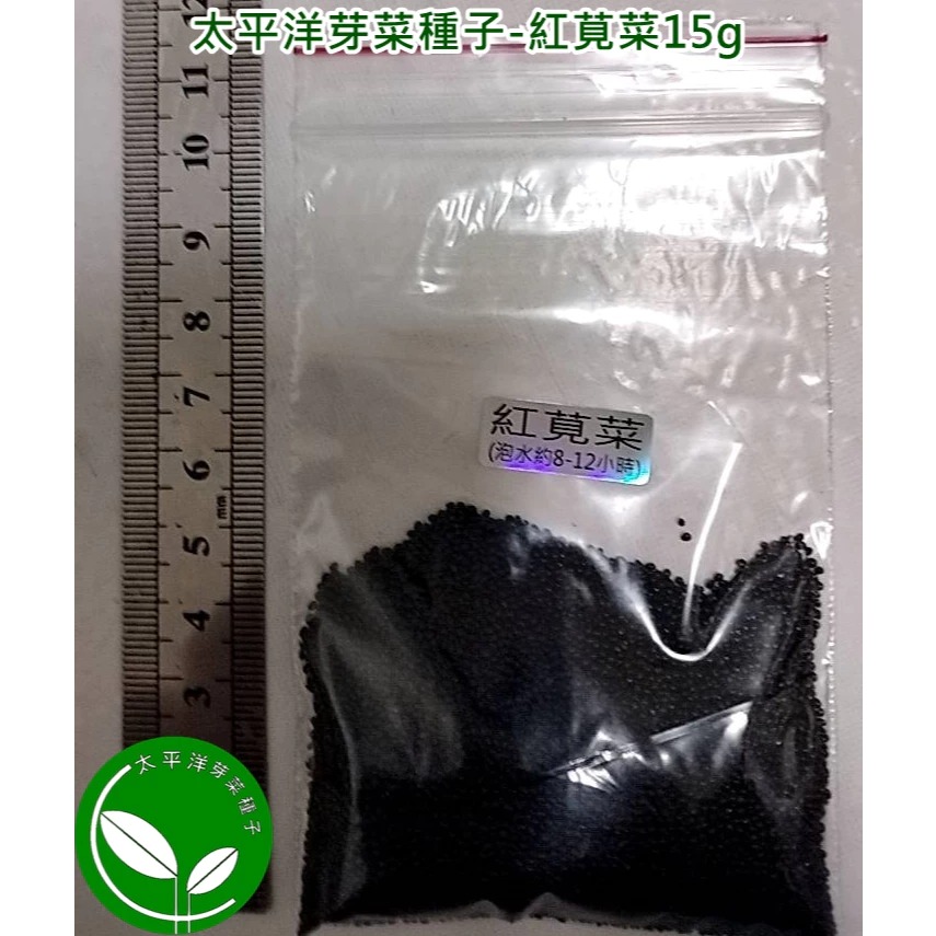 紅莧菜種子(長壽菜)-85%以上發芽率-日本進口-土耕水耕均可-芽菜種子/綠拿鐵生菜種子/微型蔬菜種子-規格圖6