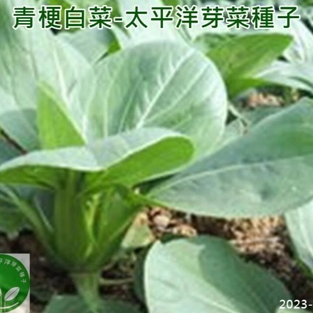 青梗白菜種子(青江菜)-日本-可水耕/土耕-85%以上高發芽率-芽菜種子/生菜種子/芽苗菜種子-細節圖7