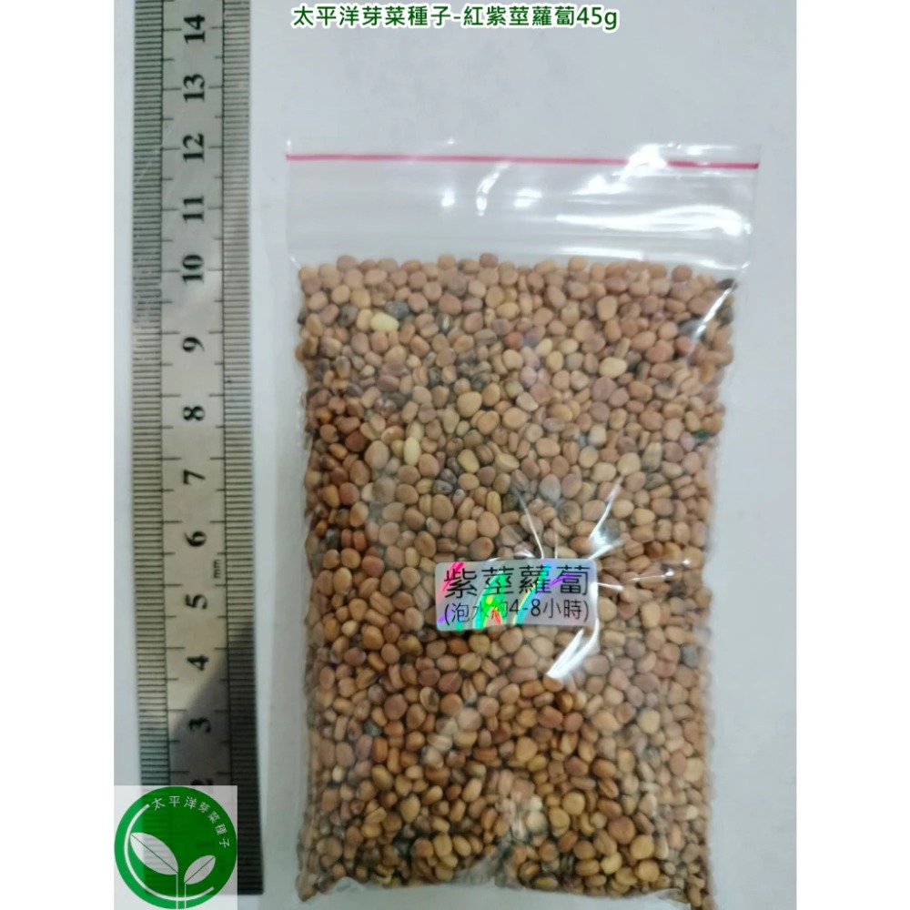 紅紫莖蘿蔔種子-美國葉用小蘿蔔-可水耕/土耕/煮食-85%以上高發芽率-芽菜種子/生菜芽苗菜種子-規格圖5