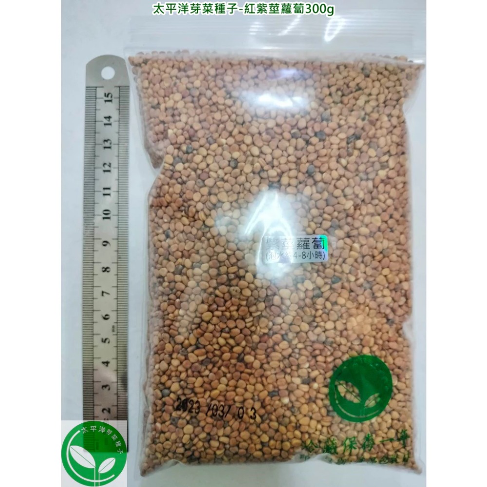 紅紫莖蘿蔔種子-美國葉用小蘿蔔-可水耕/土耕/煮食-85%以上高發芽率-芽菜種子/生菜芽苗菜種子-規格圖5