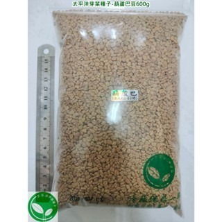 葫蘆巴豆種子-印度-可水耕/土耕/煮食/泡茶-85%以上高發芽率-芽菜種子/生菜種子/土耕種子