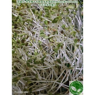 葫蘆巴豆種子-印度-可水耕/土耕/煮食/泡茶-85%以上高發芽率-芽菜種子/生菜種子/土耕種子-細節圖3