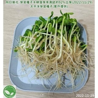 向日葵花種子-義大利-可水耕/土耕/煮食/觀賞-85%以上高發芽率-芽菜種子生菜種子-細節圖4