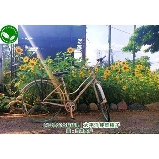 向日葵花種子-義大利-可水耕/土耕/煮食/觀賞-85%以上高發芽率-芽菜種子生菜種子-細節圖6