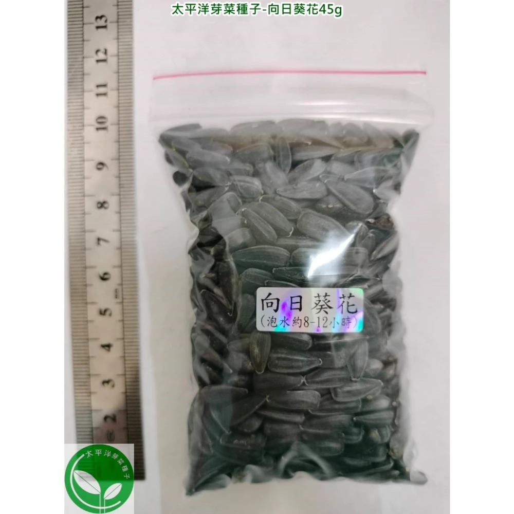 向日葵花種子-義大利-可水耕/土耕/煮食/觀賞-85%以上高發芽率-芽菜種子生菜種子-規格圖6