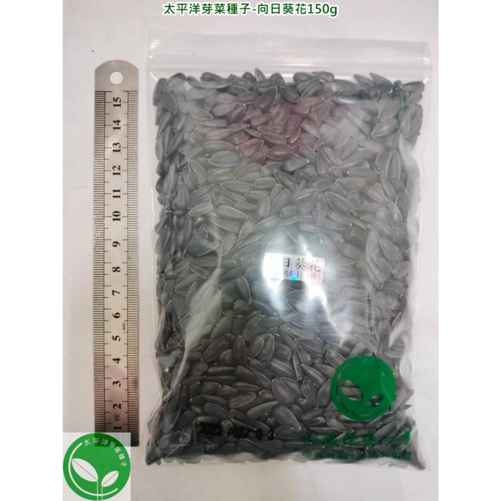 向日葵花種子-義大利-可水耕/土耕/煮食/觀賞-85%以上高發芽率-芽菜種子生菜種子-規格圖6