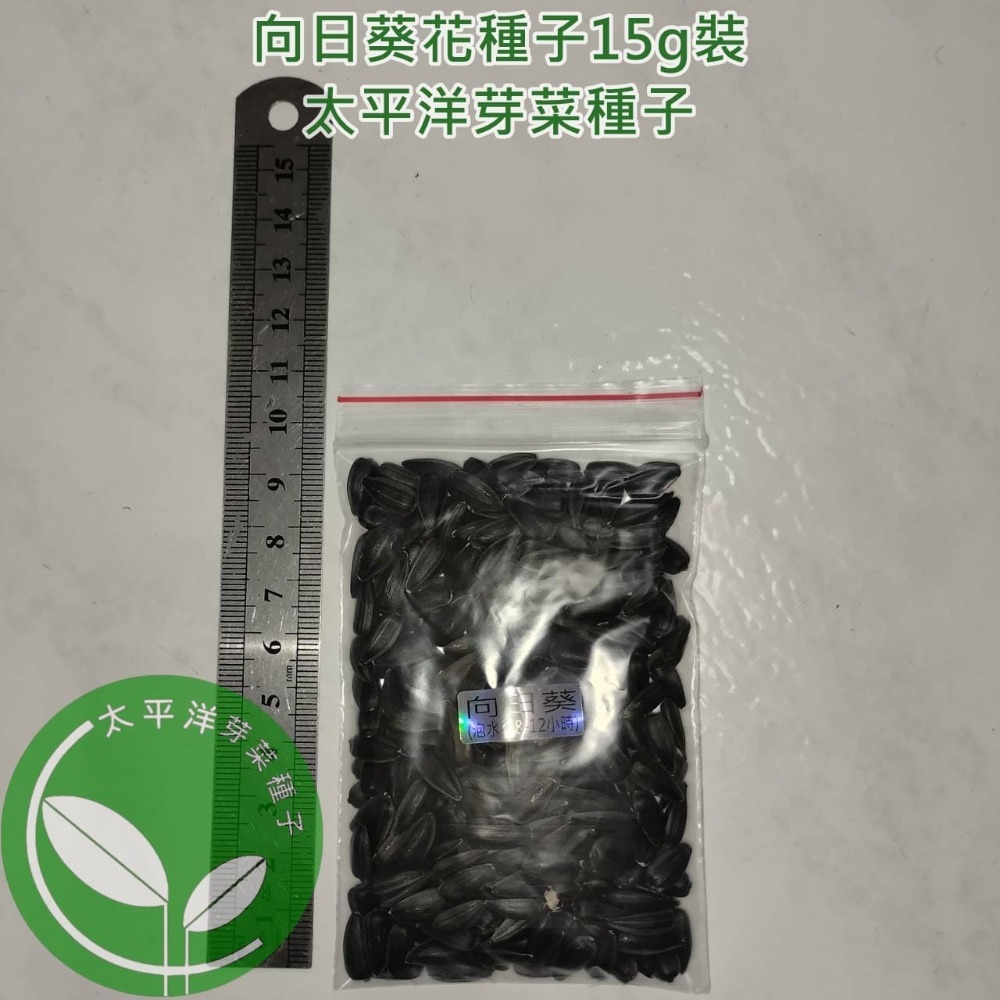 向日葵花種子-義大利-可水耕/土耕/煮食/觀賞-85%以上高發芽率-芽菜種子生菜種子-規格圖6