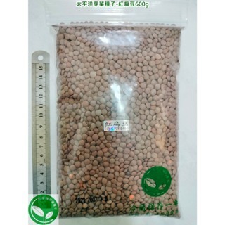 紅扁豆種子-帶皮-義大利-可水耕/土耕/煮食－85%以上高發芽率-芽菜種子/生菜種子/芽苗菜種子