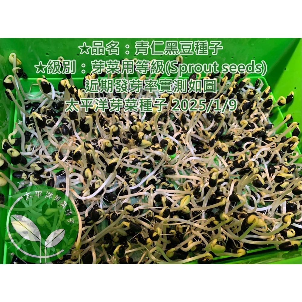 正宗台灣青仁黑豆-高雄-可水耕/土耕/煮食－85%以上高發芽率-芽菜種子/豆芽菜種子/土耕種子-細節圖2
