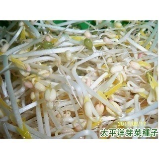 油綠豆-小顆粒-可水耕/土耕/煮食-85%以上高發芽率-芽菜/豆芽菜種子/土耕種子-細節圖4