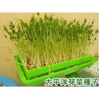 豌豆種子/荷蘭豆-澳洲-可水耕/土耕/煮食－85%以上高發芽率-芽菜種子/生菜種子/芽苗菜種子/土耕種子-細節圖3