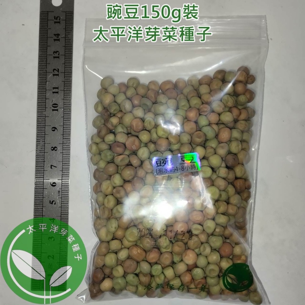 豌豆種子/荷蘭豆-澳洲-可水耕/土耕/煮食－85%以上高發芽率-芽菜種子/生菜種子/芽苗菜種子/土耕種子-規格圖7