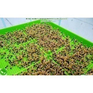 黑芝麻種子-波利維亞進口-可水耕/土耕/煮食－85%以上高發芽率-芽菜種子/芽苗菜種子/土耕種子-細節圖2