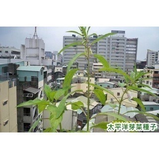 黑芝麻種子-波利維亞進口-可水耕/土耕/煮食－85%以上高發芽率-芽菜種子/芽苗菜種子/土耕種子-細節圖5