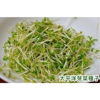 黑芝麻種子300g-印度-約75000顆-可水耕/土耕/煮食－85%以上高發芽率-芽菜種子/芽苗菜種子/土耕種子-細節圖4