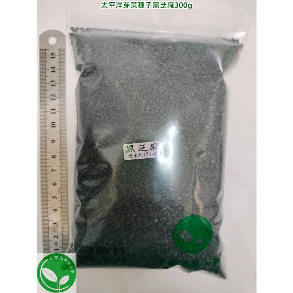 黑芝麻種子-波利維亞進口-可水耕/土耕/煮食－85%以上高發芽率-芽菜種子/芽苗菜種子/土耕種子-規格圖5