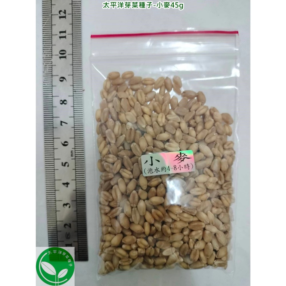 貓草種子/小麥種子-澳洲(黃小麥)-可水耕/土耕/煮食－85%以上高發芽率-芽菜種子/生菜種子-規格圖6