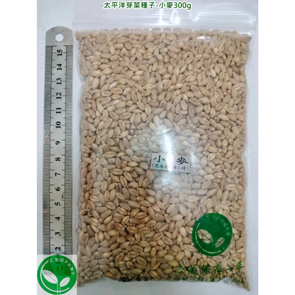 貓草種子/小麥種子-澳洲(黃小麥)-可水耕/土耕/煮食－85%以上高發芽率-芽菜種子/生菜種子-規格圖6