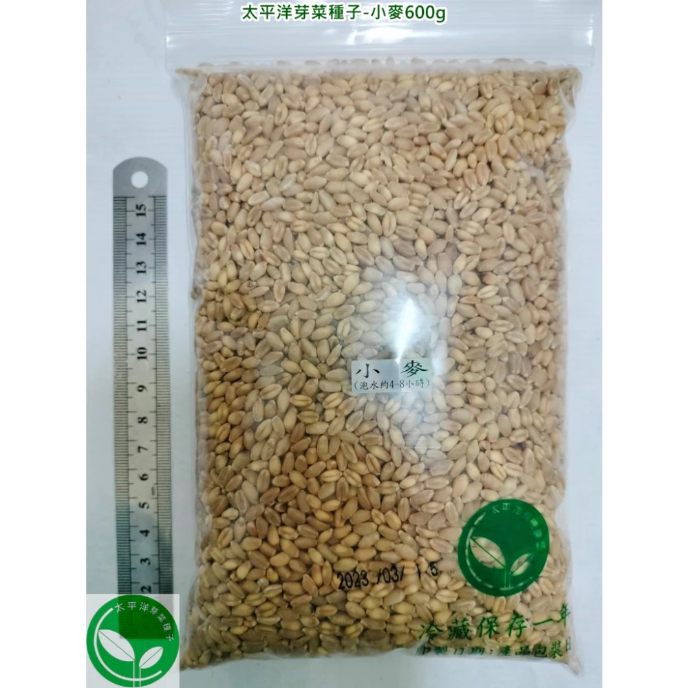 貓草種子/小麥種子-澳洲(黃小麥)-可水耕/土耕/煮食－85%以上高發芽率-芽菜種子/生菜種子-規格圖6