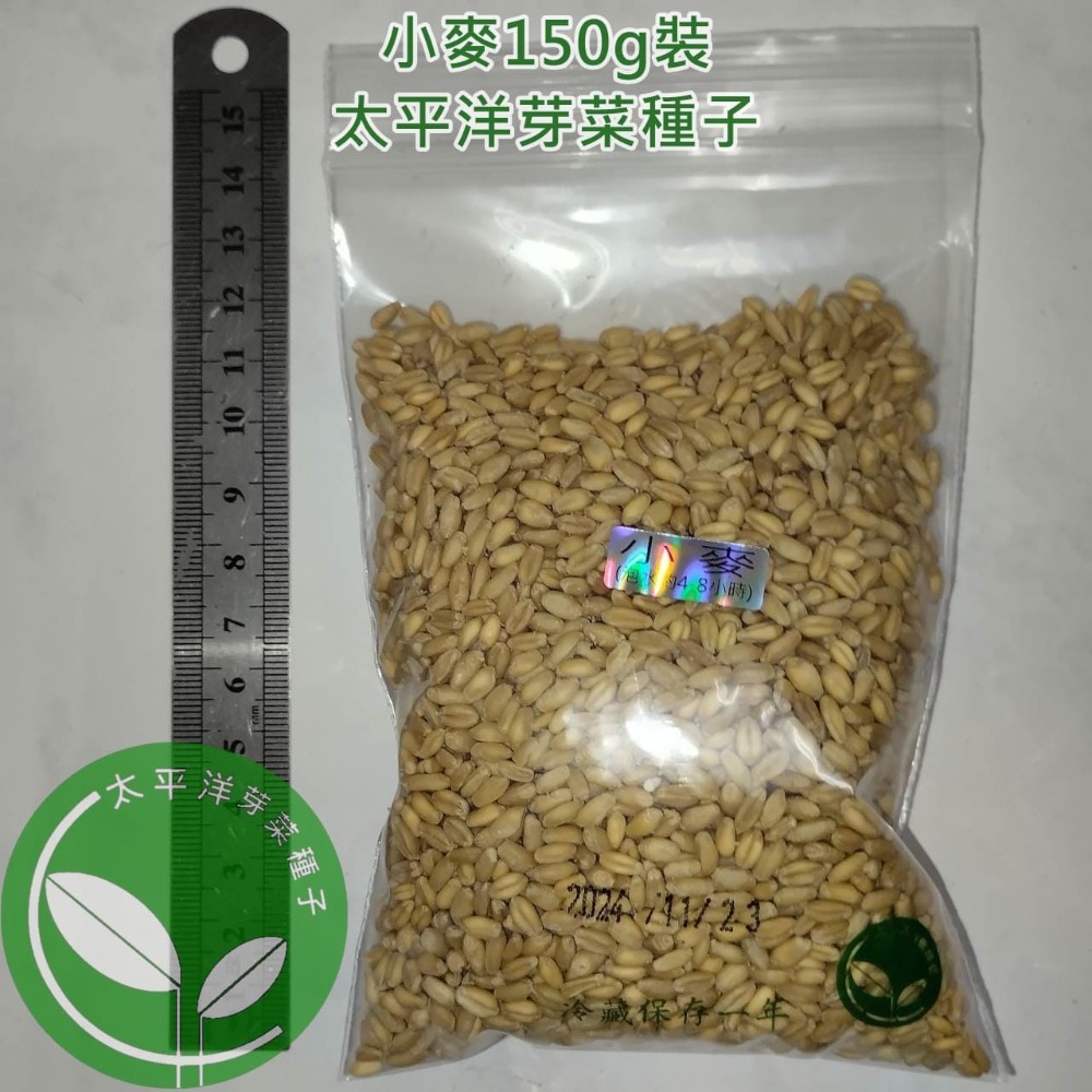 貓草種子/小麥種子-澳洲(黃小麥)-可水耕/土耕/煮食－85%以上高發芽率-芽菜種子/生菜種子-規格圖6