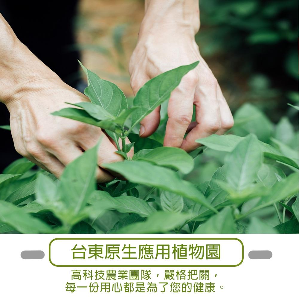 【台東原生】魚腥草茶 5gx20包/盒 - 家樂購(不添加防腐劑、不含糖份、低熱量、純天然、零添加)-細節圖3