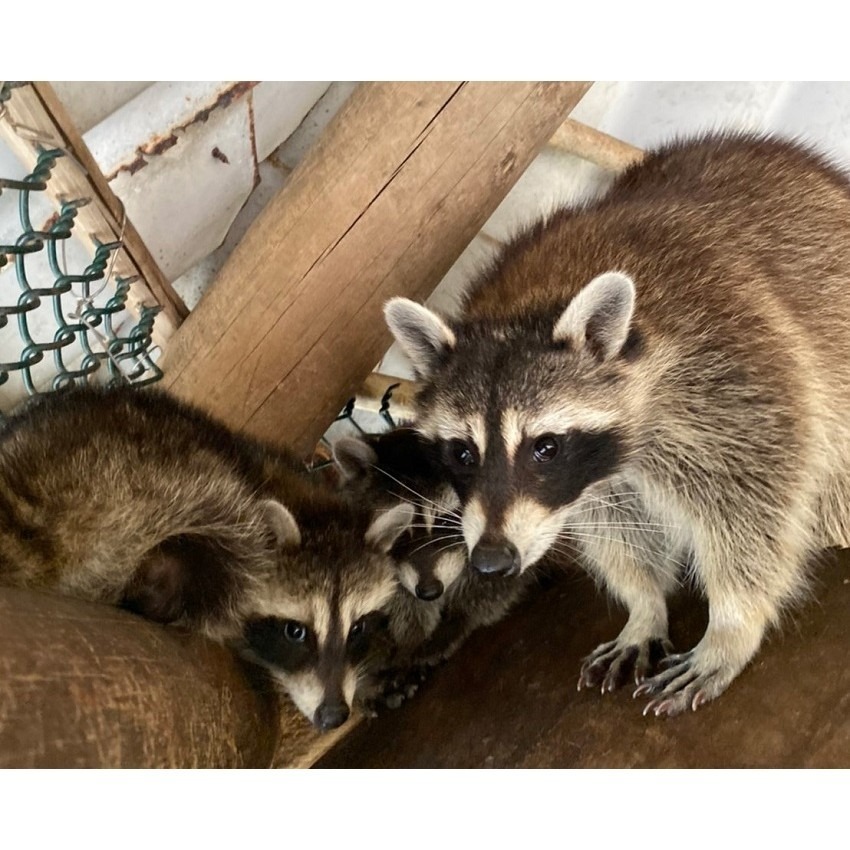 【六號門 可刷卡】頑皮世界野生動物園門票 票券-細節圖2