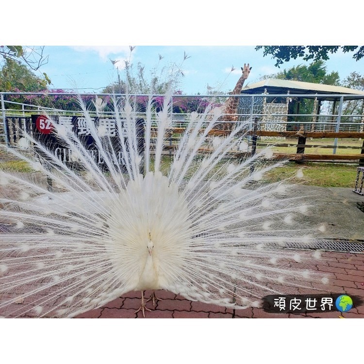 【六號門 可刷卡】頑皮世界野生動物園門票 票券-細節圖3