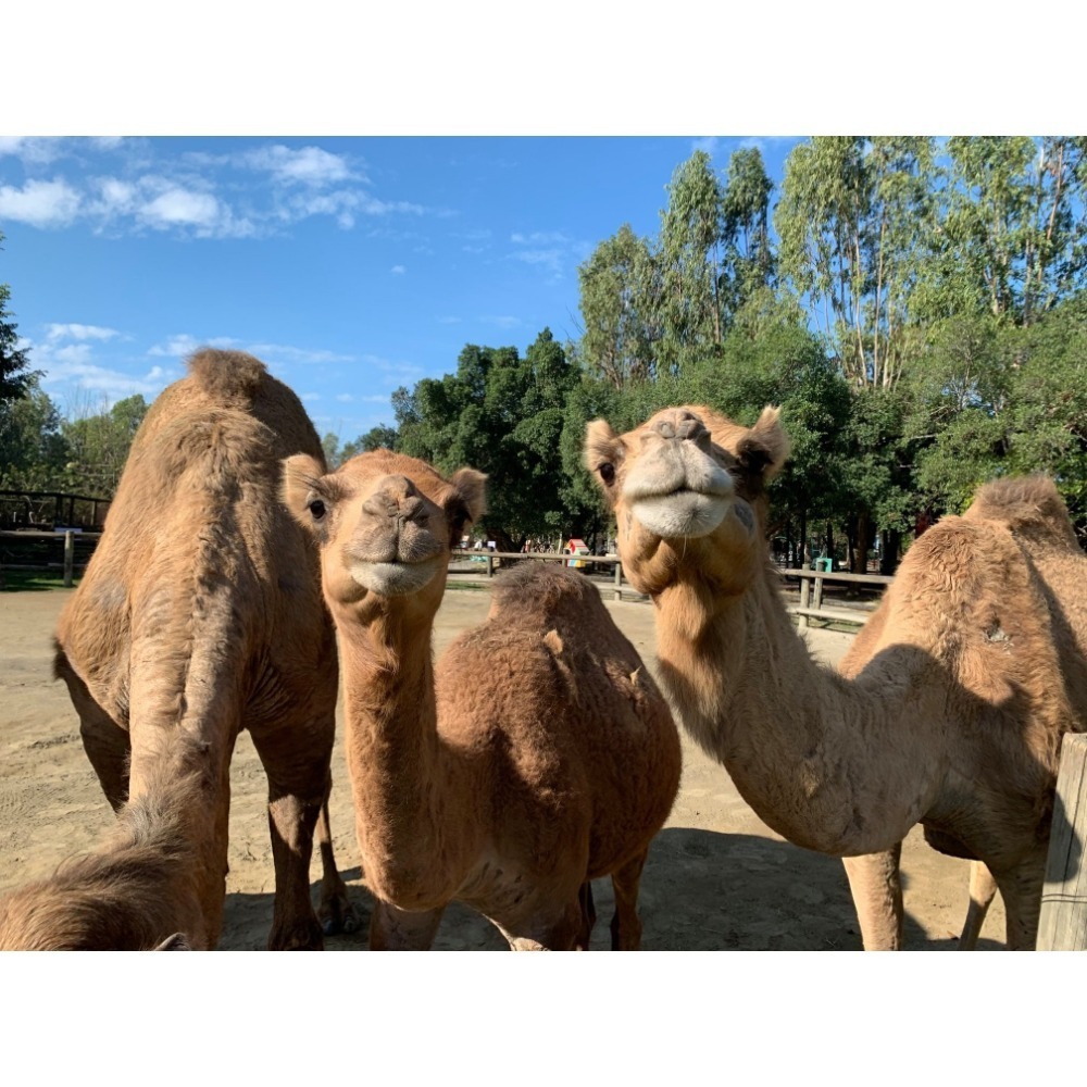 【六號門 可刷卡】頑皮世界野生動物園門票 票券-細節圖5