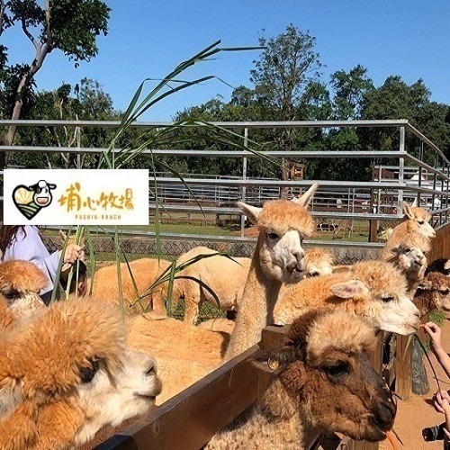 【六號門 可刷卡】埔心牧場門票 含入場門票+DIY（60元系列）+乳牛環場列 票券-細節圖2