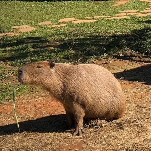 【六號門 可刷卡】埔心牧場門票 含入場門票+DIY（60元系列）+乳牛環場列 票券-細節圖3