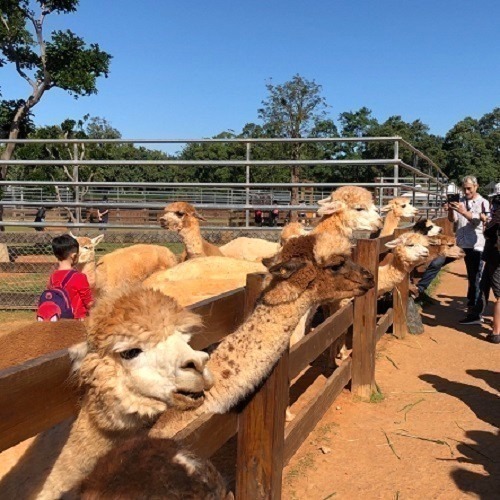 【六號門 可刷卡】埔心牧場門票 含入場門票+DIY（60元系列）+乳牛環場列 票券-細節圖5