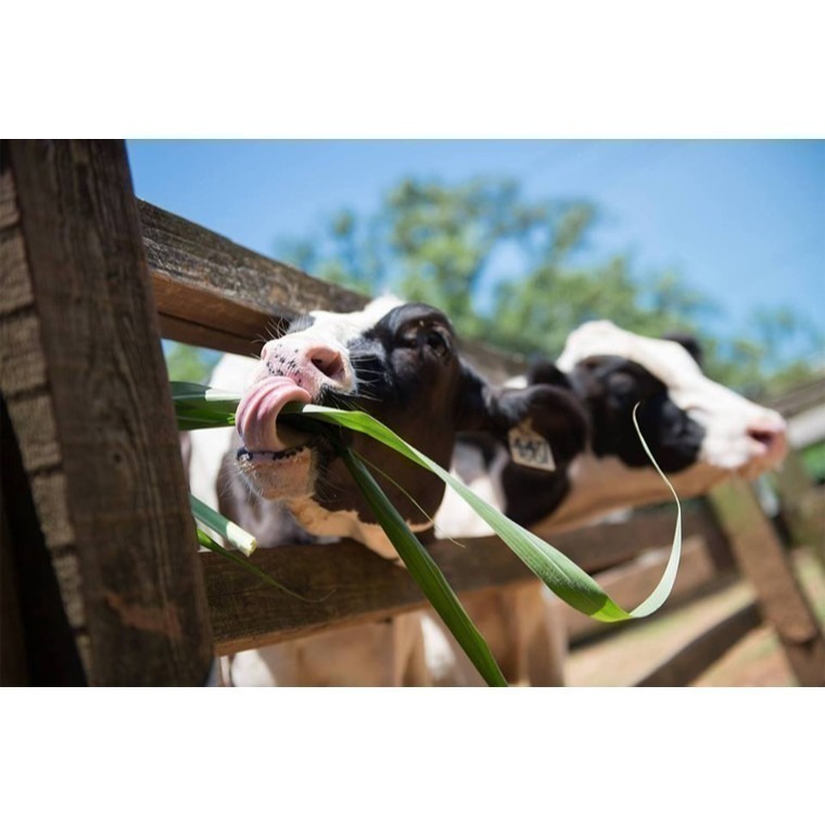 【六號門 】埔心牧場門票 含入場門票+DIY（60元系列）+乳牛環場列 票券-細節圖4