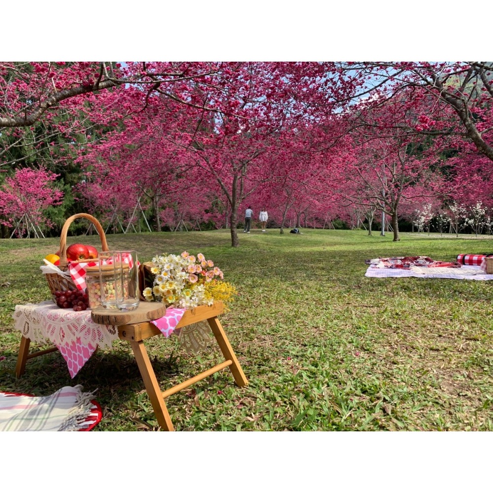 九族文化村｜2026櫻花季入園全票，贈日月潭纜車當日搭乘＋＋贈櫻花貓吊飾乙個(不挑款)+觀光工廠來店禮【可刷卡 】-細節圖2