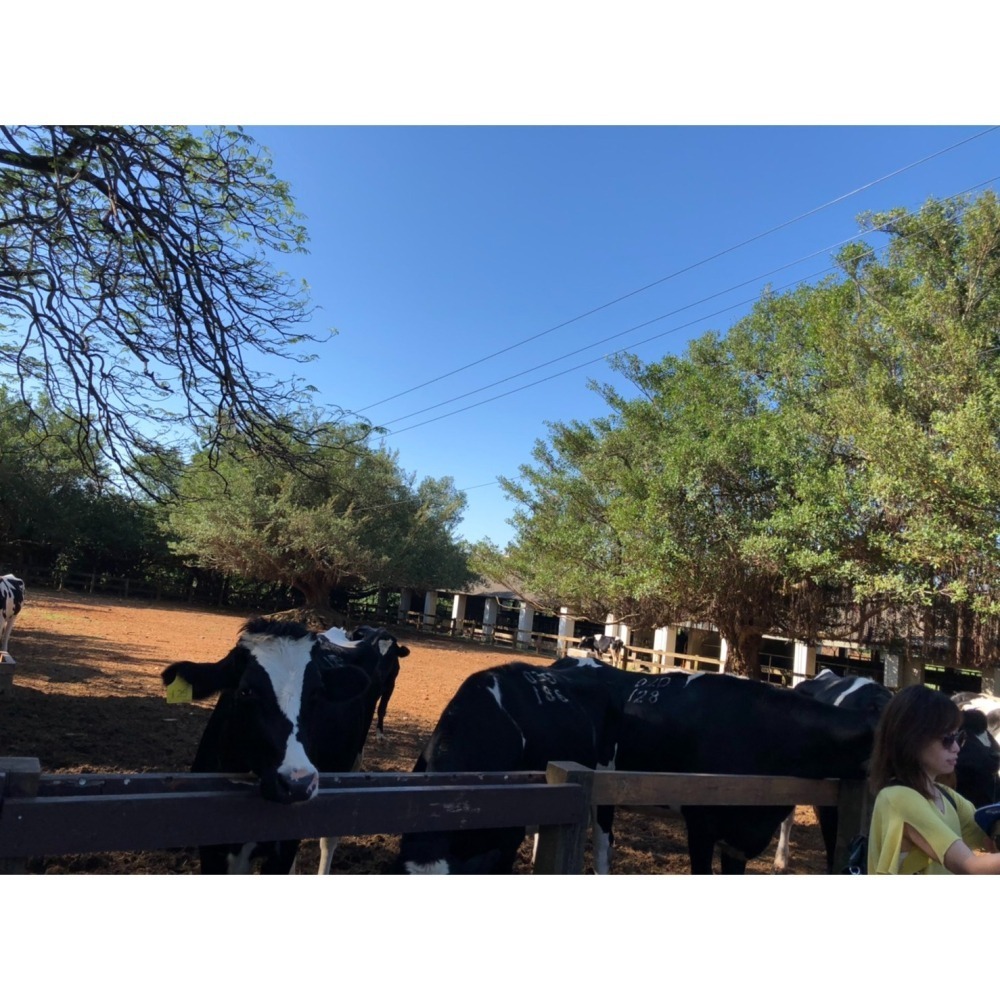 【7-ELEVEN門市團購】埔心牧場 牧場門票 味全埔心牧場 含入場門票+DIY（60元系列）+乳牛環場列車券-細節圖7