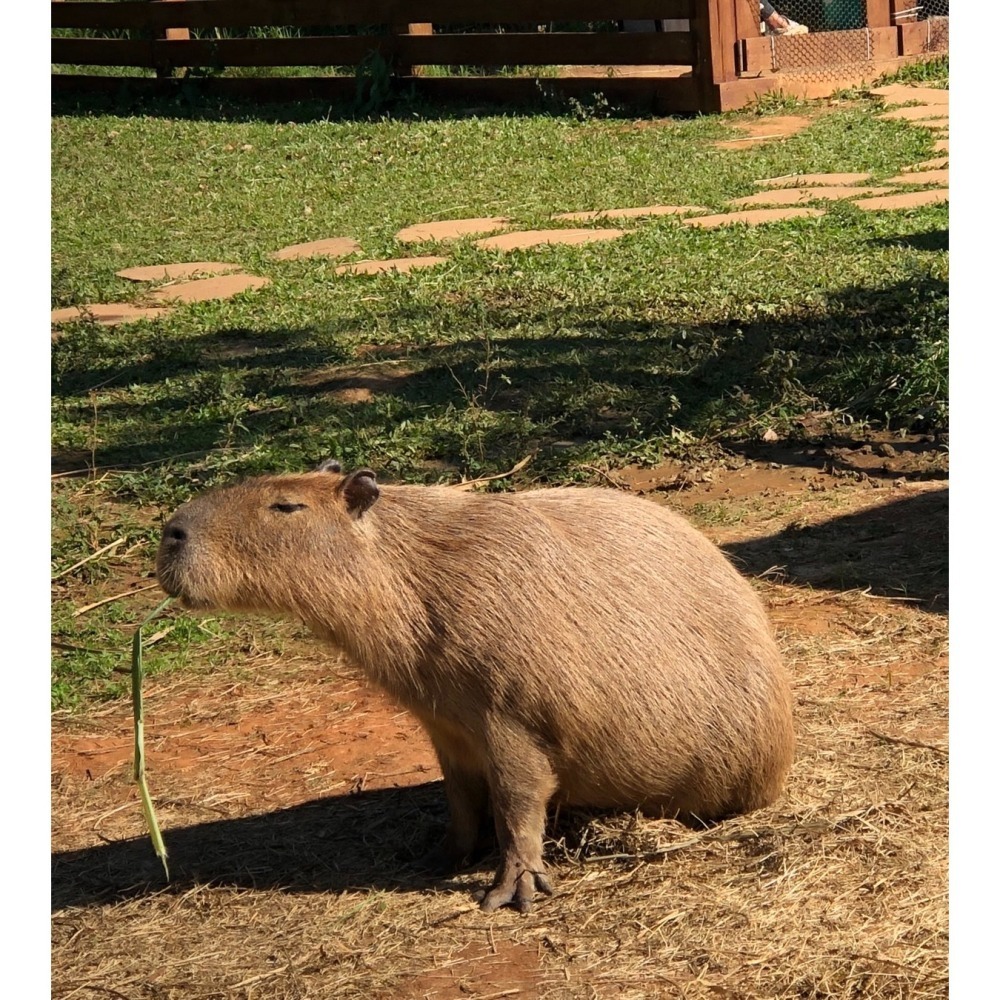 【7-ELEVEN門市團購】埔心牧場 牧場門票 味全埔心牧場 含入場門票+DIY（60元系列）+乳牛環場列車券-細節圖8