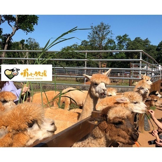 【7-ELEVEN門市團購】埔心牧場 牧場門票 味全埔心牧場 含入場門票+DIY（60元系列）+乳牛環場列車券-細節圖3