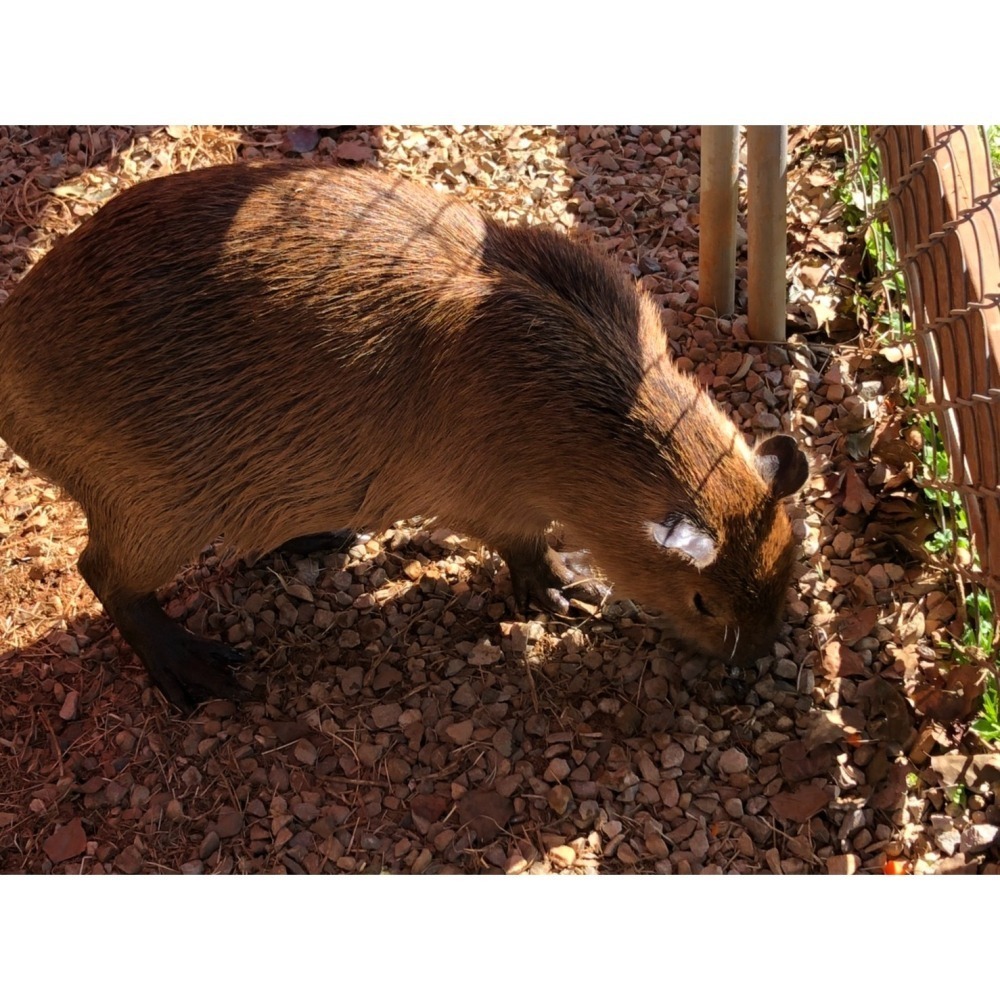 【7-ELEVEN門市團購】埔心牧場 牧場門票 味全埔心牧場 含入場門票+DIY（60元系列）+乳牛環場列車券-細節圖4